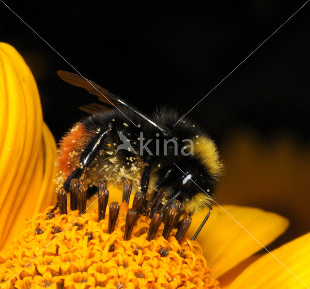 Weidehommel (Bombus pratorum)