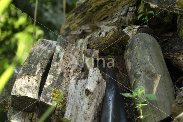 Weasel (Mustela nivalis)