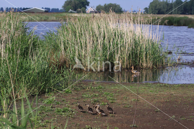 Wilde Eend (Anas platyrhynchos)