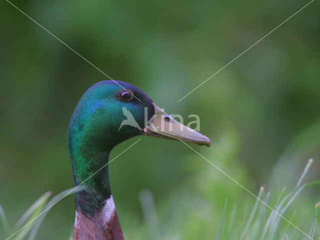 Wilde Eend (Anas platyrhynchos)