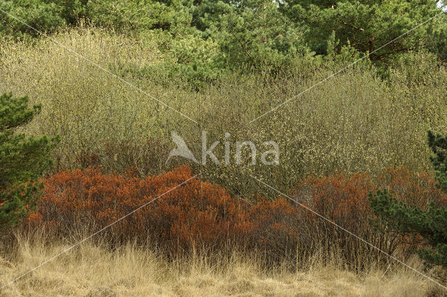 Wilde gagel (Myrica gale)