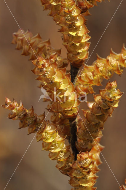 Wilde gagel (Myrica gale)