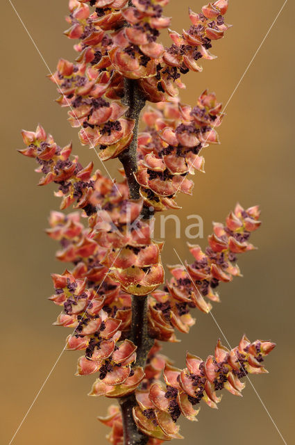 Wilde gagel (Myrica gale)