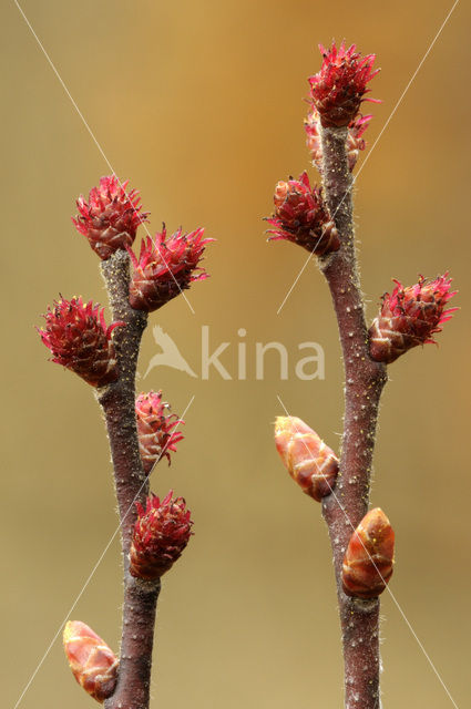 Bog-myrtle