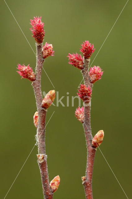 Bog-myrtle