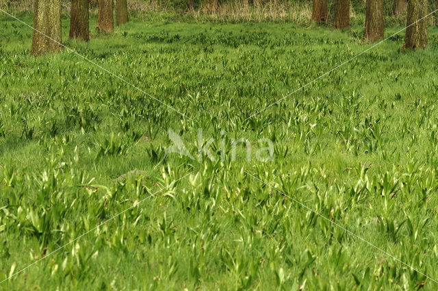 Meadow Saffron (Colchicum autumnale)