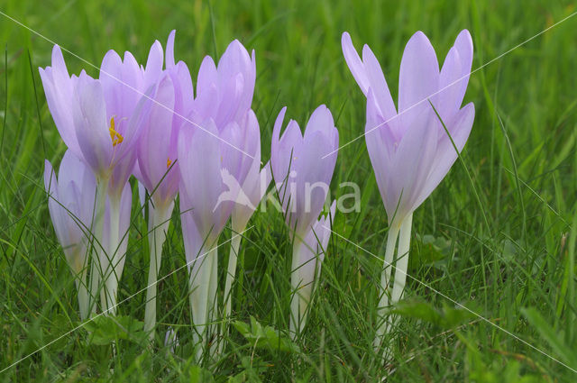 Wilde herfsttijloos (Colchicum autumnale)