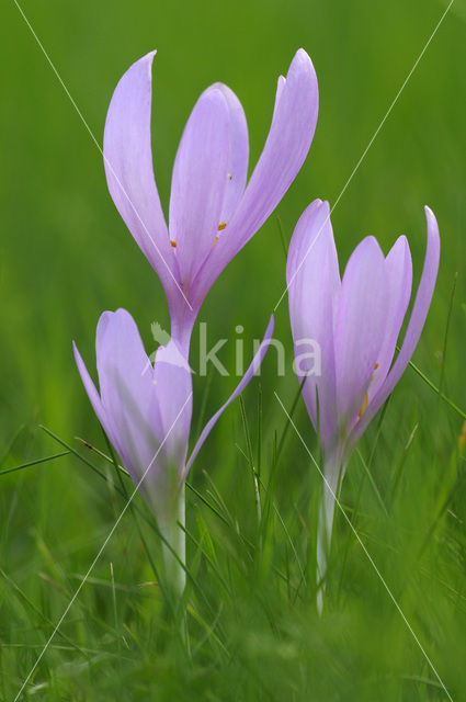 Meadow Saffron (Colchicum autumnale)