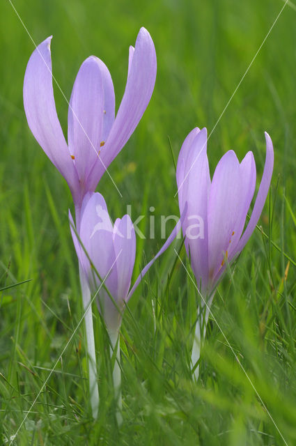 Meadow Saffron (Colchicum autumnale)