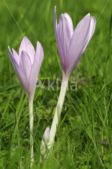 Meadow Saffron (Colchicum autumnale)