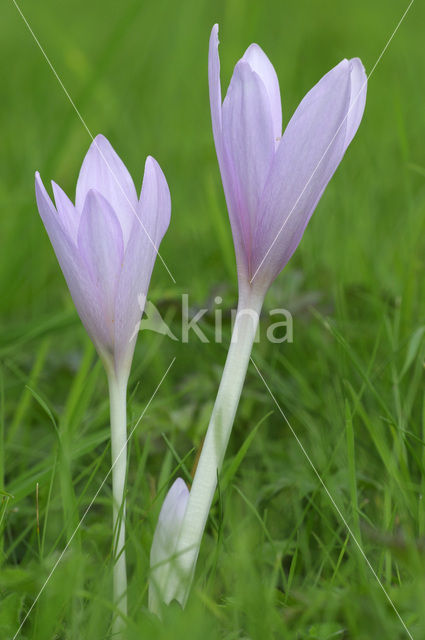 Meadow Saffron (Colchicum autumnale)