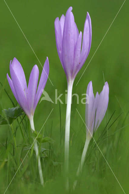 Meadow Saffron (Colchicum autumnale)