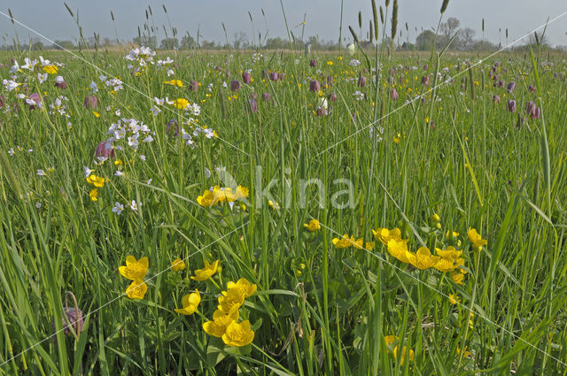 Wilde kievitsbloem (Fritillaria meleagris)