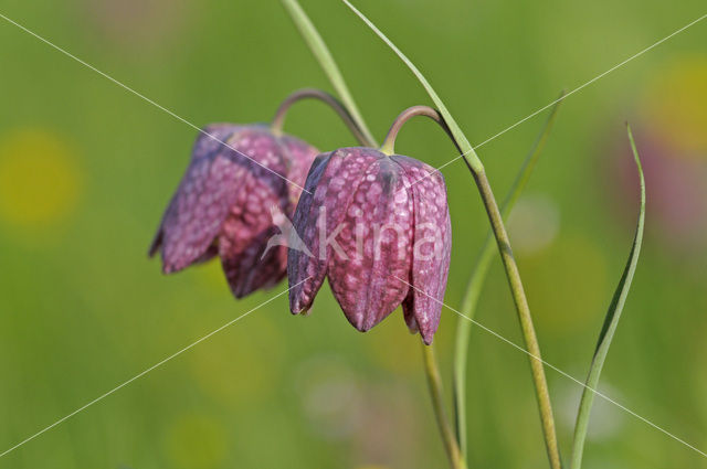 Wilde kievitsbloem (Fritillaria meleagris)