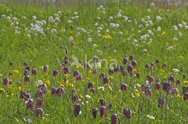 Fritillary