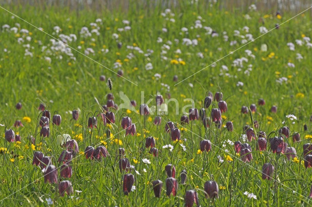 Wilde kievitsbloem (Fritillaria meleagris)