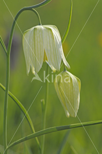 Wilde kievitsbloem (Fritillaria meleagris)