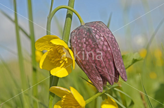 Wilde kievitsbloem (Fritillaria meleagris)