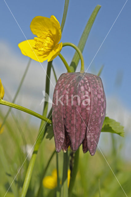 Wilde kievitsbloem (Fritillaria meleagris)