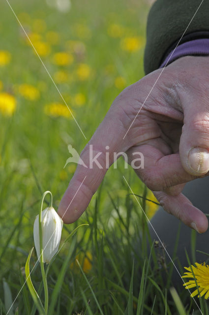Fritillary