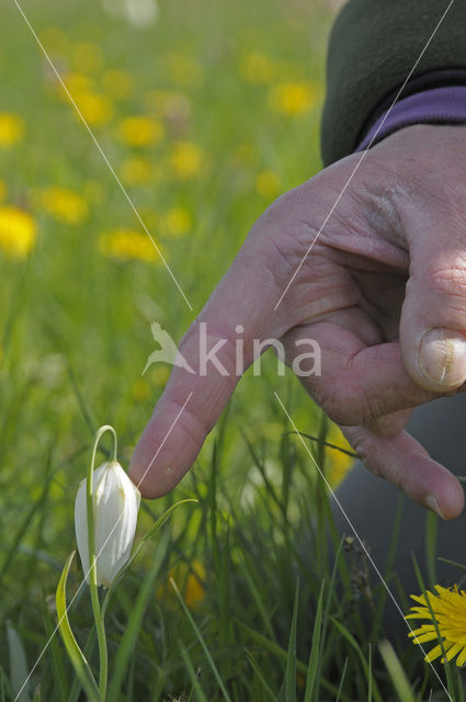 Wilde kievitsbloem (Fritillaria meleagris)