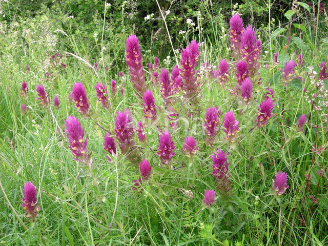 Field Cow-wheat (Melampyrum arvense)