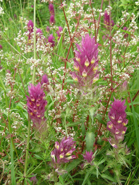 Field Cow-wheat (Melampyrum arvense)