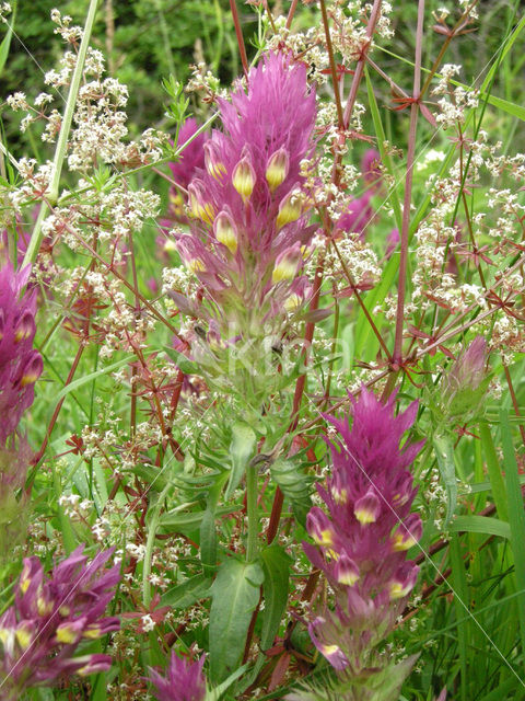 Field Cow-wheat (Melampyrum arvense)