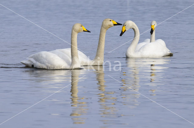 Wilde Zwaan (Cygnus cygnus)