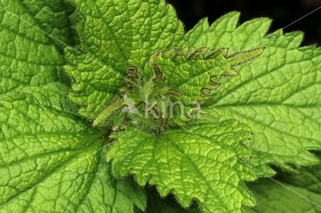 White Dead-nettle (Lamium album)