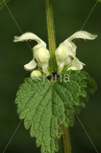 Witte dovenetel (Lamium album)