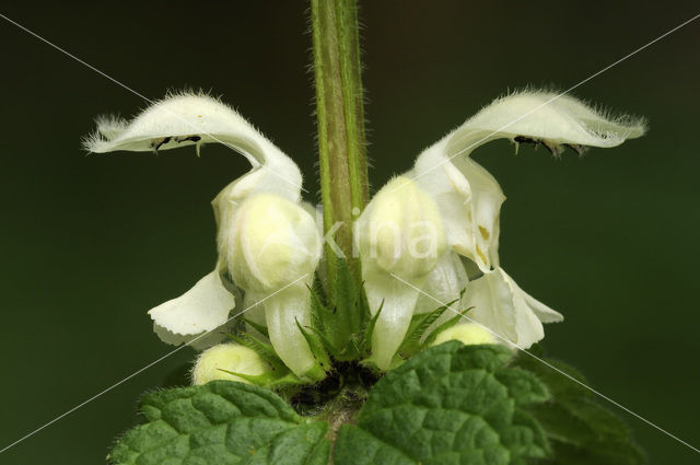White Dead-nettle (Lamium album)