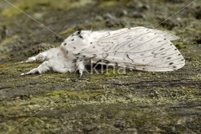 Witte hermelijnvlinder (Cerura erminea)