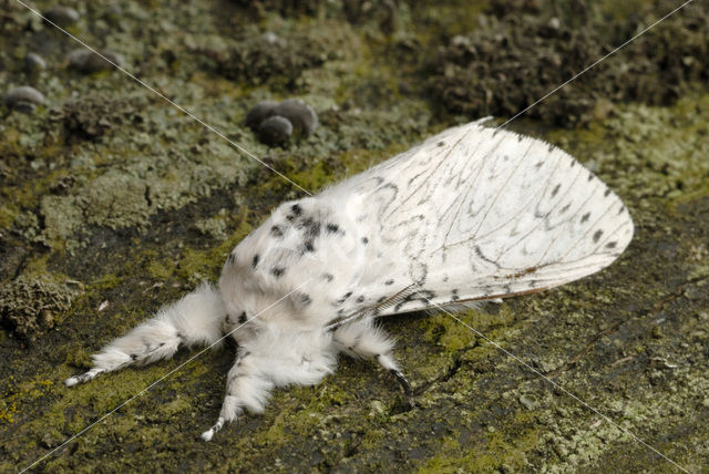 Witte hermelijnvlinder (Cerura erminea)