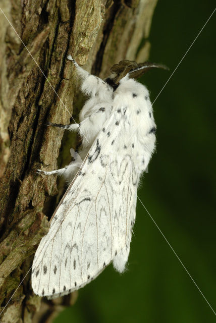 Witte hermelijnvlinder (Cerura erminea)