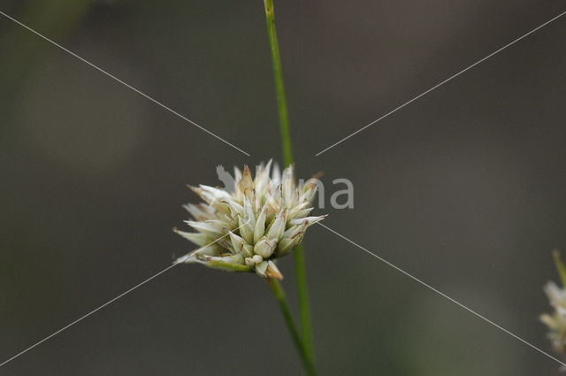 Witte snavelbies (Rhynchospora alba)