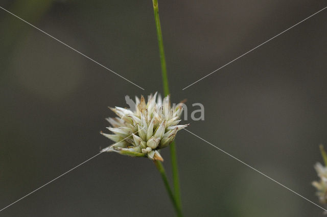 White Beak-sedge (Rhynchospora alba)