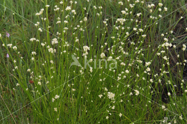 Witte snavelbies (Rhynchospora alba)