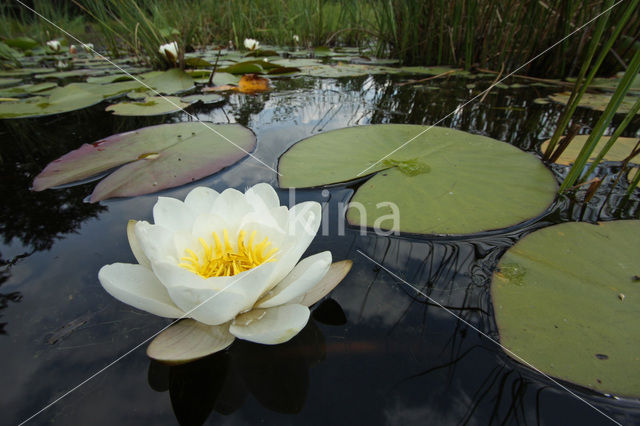 Witte waterlelie (Nymphaea alba)