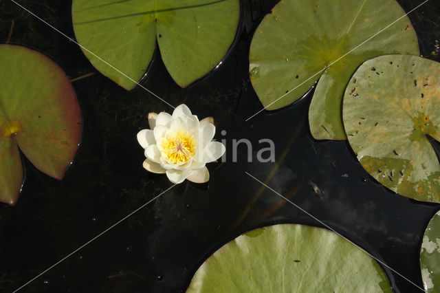 White Waterlily (Nymphaea alba)