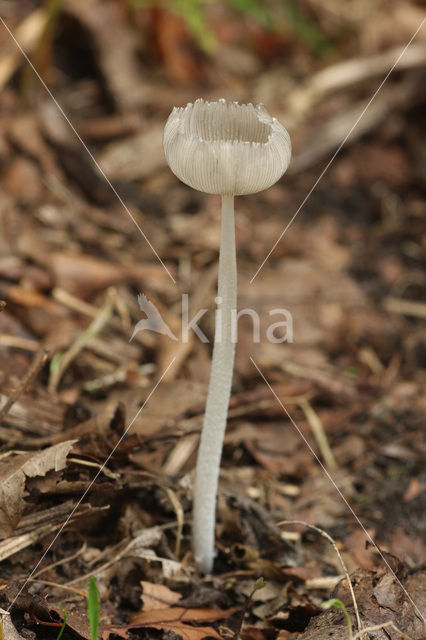 Wortelende inktzwam (Coprinus cinereus)