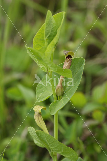 Yellow Birthwort (Aristolochia lutea)