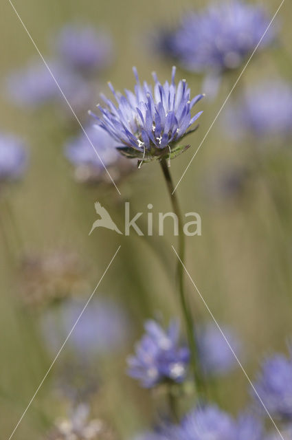 Sheep’s-bit (Jasione montana)