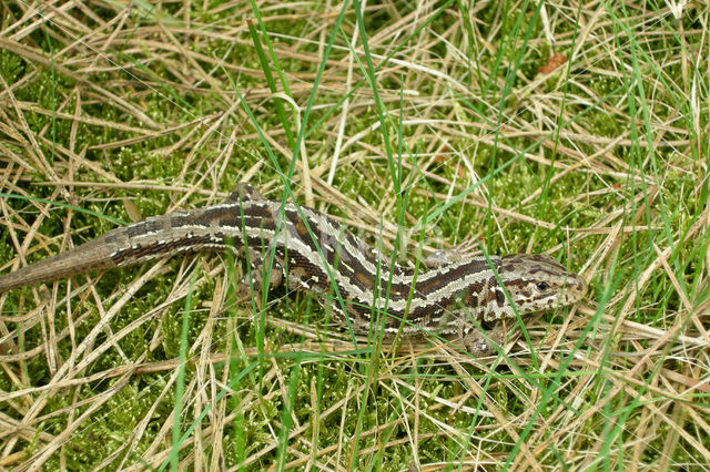 Zandhagedis (Lacerta agilis)