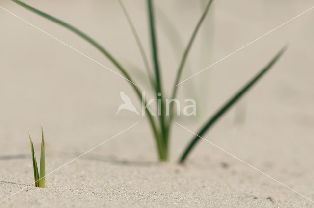 Zandzegge (Carex arenaria)
