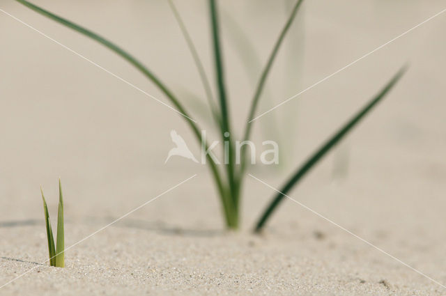 Sand Sedge (Carex arenaria)
