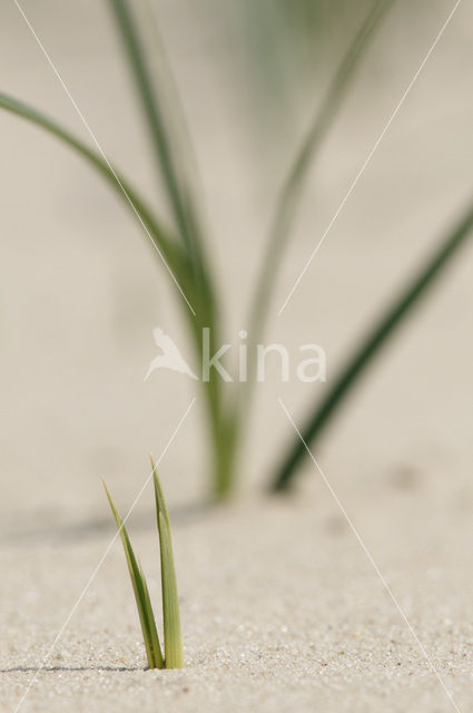 Sand Sedge (Carex arenaria)