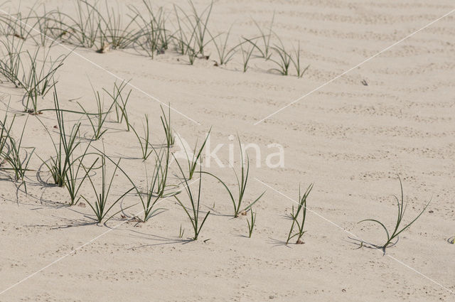 Sand Sedge (Carex arenaria)