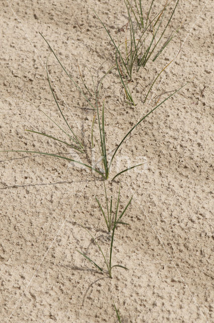 Zandzegge (Carex arenaria)