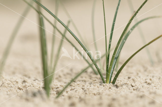 Zandzegge (Carex arenaria)